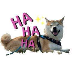 [LINEスタンプ] 赤柴クロだよ
