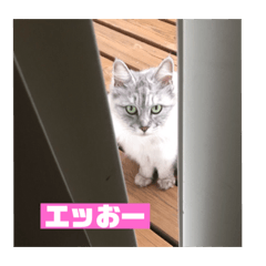 [LINEスタンプ] 猫 ねこ ネコ cat