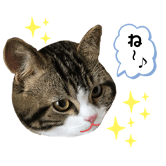 [LINEスタンプ] 猫のきなこスタンプVer.2