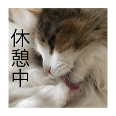 [LINEスタンプ] 飼い猫あんずの日常