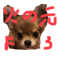 [LINEスタンプ] チワワと波乗り