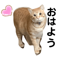 [LINEスタンプ] tom・Leo挨拶スタンプ