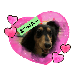 [LINEスタンプ] 可愛いダックス2