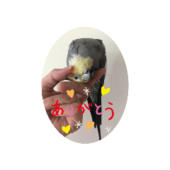 [LINEスタンプ] 癒やしのくろちゃん