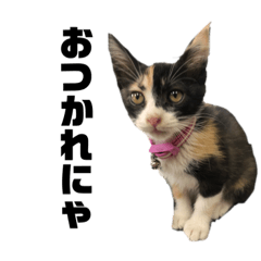 [LINEスタンプ] うちの三毛猫めいさん その2