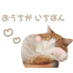 [LINEスタンプ] ゆるふわ猫のてらちゃんです＊