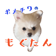 [LINEスタンプ] ポメチワのもぐたん