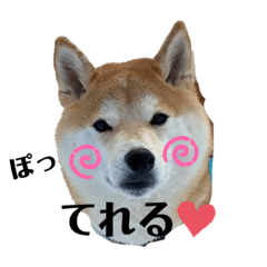 [LINEスタンプ] 赤柴クロだよ④