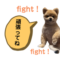 [LINEスタンプ] ポメラニアンのカイくん②