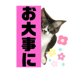 [LINEスタンプ] こもじろう♪♪♪