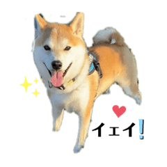 [LINEスタンプ] 赤柴クロだよ③