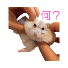 [LINEスタンプ] 大福プリン