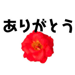 [LINEスタンプ] 日常よく使う言葉の花スタンプ紫陽花、薔薇