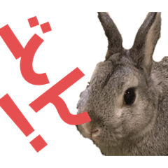 [LINEスタンプ] ぽこさまの下僕が泣いて喜ぶスタンプ