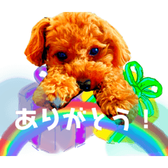 [LINEスタンプ] トイプーな生活7th