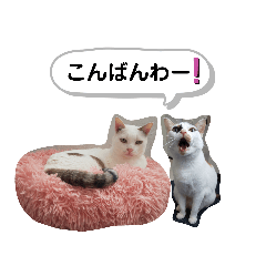 [LINEスタンプ] ねこのくぅとうめ2