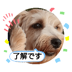 [LINEスタンプ] ノーフォーク☆ムックの画像（メイン）