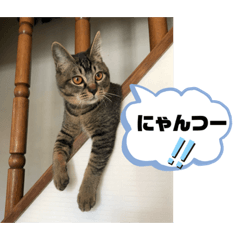 [LINEスタンプ] トリーズ＆ネコーズ 3