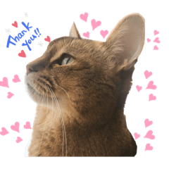 [LINEスタンプ] うちのにゃん❤️