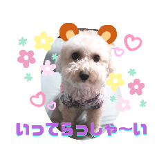 [LINEスタンプ] トイプー我が家のきなこ③