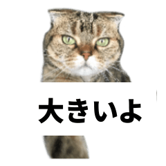 [LINEスタンプ] 猫野家すたんぷ【Bigスタンプ編】