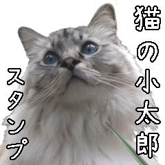 [LINEスタンプ] 猫の小太郎スタンプ♪の画像（メイン）