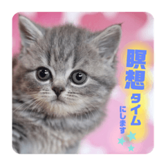 [LINEスタンプ] パフェ スコティッシュ