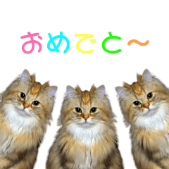 [LINEスタンプ] ラガマフィンのココちゃん
