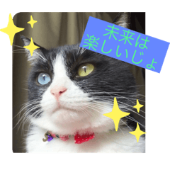 [LINEスタンプ] はちわれ猫・桜姫の優雅な日々