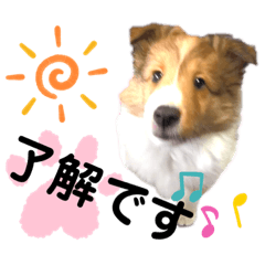 [LINEスタンプ] パピシェル⑤王子の【連絡編】