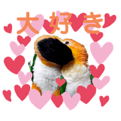 [LINEスタンプ] シロハラインコ、ズグロシロハラインコ