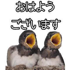 [LINEスタンプ] 鳥トーク2（BIG）