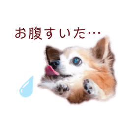 [LINEスタンプ] ハル′s STAMP