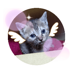 [LINEスタンプ] 子猫の日常会話