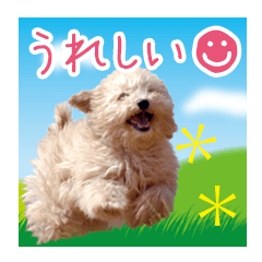 [LINEスタンプ] ていねいで可愛い犬_トイプードル