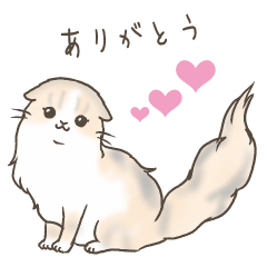 [LINEスタンプ] パステル三毛のスコティッシュフォールド♡