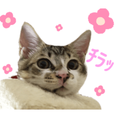 [LINEスタンプ] 金太と夢の日常