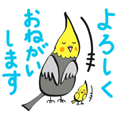 [LINEスタンプ] オカメインコ～見やすい丁寧語編～