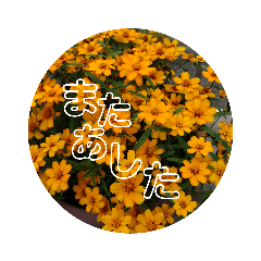 [LINEスタンプ] kyoko 32 花物語 1の画像（メイン）