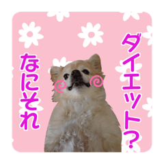[LINEスタンプ] まめくんといっしょ 2