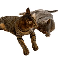[LINEスタンプ] 虎ノ介と春太の猫写真スタンプ
