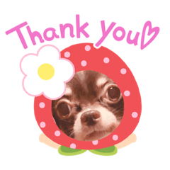 [LINEスタンプ] チワワのりぃちゃん