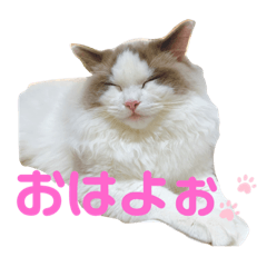 [LINEスタンプ] ふーちゃんグラム