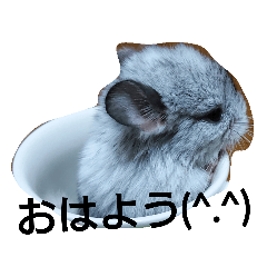 [LINEスタンプ] チンチラ家族