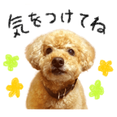 [LINEスタンプ] 落合チョコ