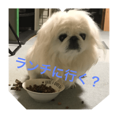 [LINEスタンプ] 遊ぼう〜