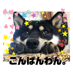 [LINEスタンプ] 黒しば琥太郎