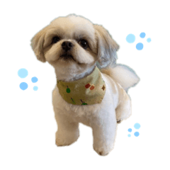 [LINEスタンプ] こたろうスタンプVol.1