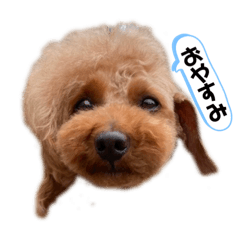 [LINEスタンプ] みるクルちゃんとロイ君