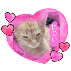[LINEスタンプ] 日常で使える猫スタンプ♥